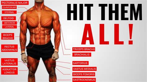 Fillable body muscles names gym. HELT - The Best Science-Based Full Body Workout for Growth