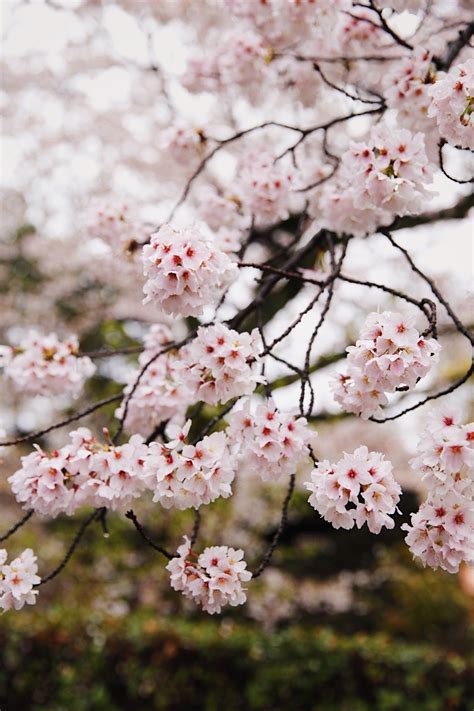 The Weekly Mix Japanese Cherry Blossom Aesthetic Iphone Wallpaper Beautiful Plates