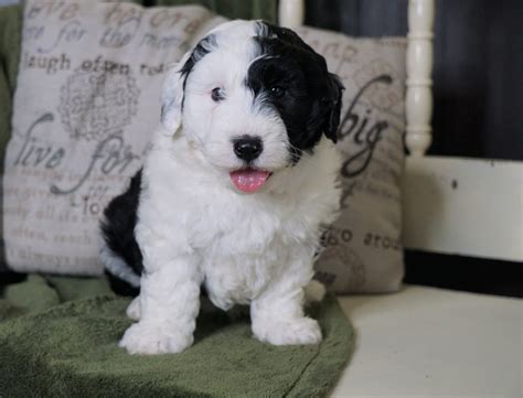 Mini Sheepadoodle For Sale Holmesville Oh Male Gauge Ac Puppies Llc