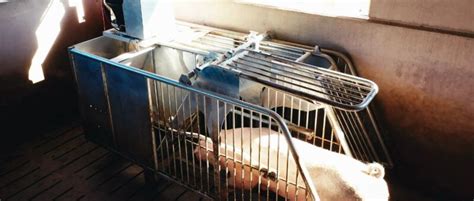 EuroTier 2022 Pigs Nedap Livestock Management