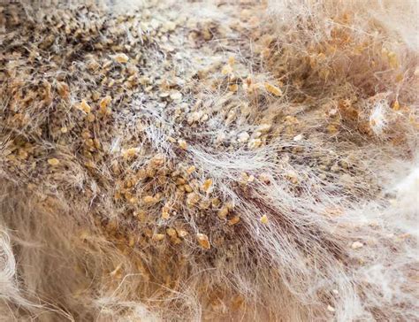 Scabs On Dogs With Pictures Our Vets Explain What To Do
