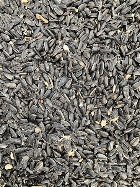 Value Black Sunflower Seeds For Wild Birds 15kg Green Pastures Garden