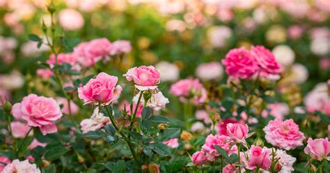 This suburb offers a rich mixture of free standing family homes, security complex townhouses and apartments to. Love grows here - Getting to know the colours of your rose ...