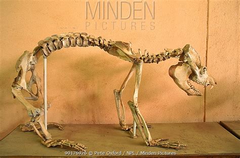 Minden Pictures Skeleton Of Extinct Lemur Megaladapis Edwardsii