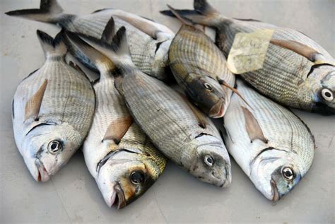 Eso significa que se está quemando, lo que puede irritar su sistema digestivo y producirle pesadez. Trucos para hacer Caldereta de pescado | Cocina