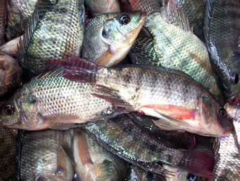 It is known by some other names, and commercially known as boulti, nilotica and mango fish. Association decry exemption of Tilapia from FG's Import ...