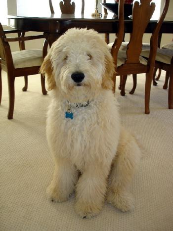 **puppies are sold as pets only. Goldendoodle Breeders & Puppies for Sale & Adoption in ...