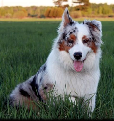 Up to date on puppy booster shots. Mini Australian Shepherd Puppies at affordable price ...