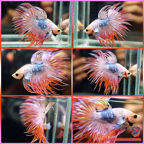 In the wild, native to areas like cambodia and thailand, the betta inhabits rice paddies and still watered canals. Live Betta Fish Male Fancy Pink Rose Marble Crowntail CT #960