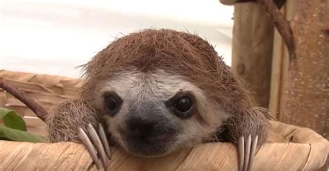 Lazy Sloths Squealing Will Make You Scream Video