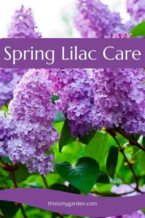 Are You Looking To Get Your Lilac Bushes To Bloom Bigger Than Ever This