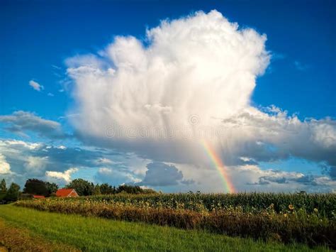 Rainbow On The Cloudy Sky Behind The Sunflower Fields For Background
