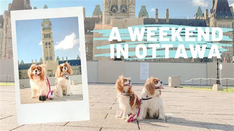 Check spelling or type a new query. WHAT TO DO IN OTTAWA WITH YOUR DOGS // Dog Friendly Vlog Cavalier King Charles Spaniel - YouTube
