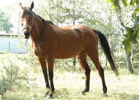 wielkopolski horse horses horse breeds rare horse breeds