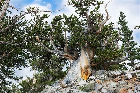 Where is the Oldest Tree in the World? - WorldAtlas