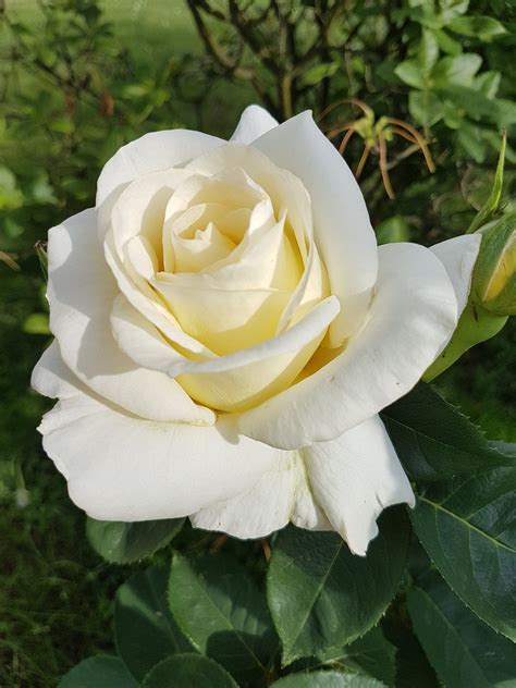 Rose La Rosa Blanca Foto Gratis En Pixabay Pixabay