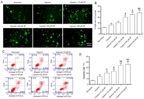 sf induces autophagy and apoptosis of hepg2 cells under hypoxia a download scientific