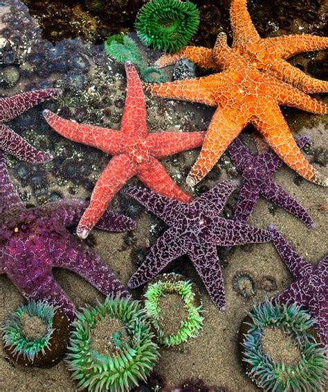 The Vivid Colors Of Starfish And Anenomes At Acadia National Park