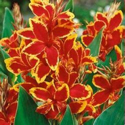 I also have newly planted yellow ones. Canna lilies Collection - Rhizomes | Canna lily, Canna ...