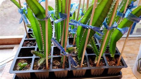 Plant the dragon fruit tree's seed in the garden and water it daily. Update on growing dragon fruit from seeds 3 months (viewer ...