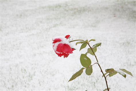 Free Images Grass Branch Blossom Snow Winter White Leaf Flower