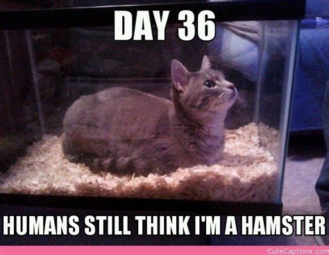 22 Best Mayas Hamster Images On Pinterest Hamsters Rodents And Small Animals