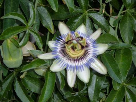 Piante rampicanti fiori idee green. Siepe rampicante sempreverde - Siepi - Siepe rampicante ...
