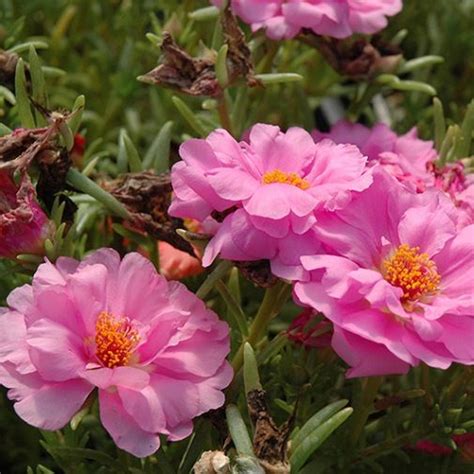 Le piante poco irrigate sopravvivono, ma. Piantine Di Portulaca Online - Vendita online pianta della ...