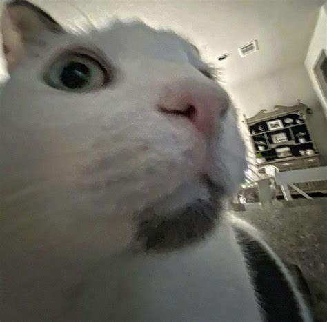 Cat Meme Face Cat Memes Excited Cat Reaction Pictures
