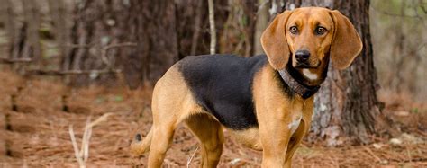 Treeing Walker Coonhound Dog Breed Facts And Information Wag Dog