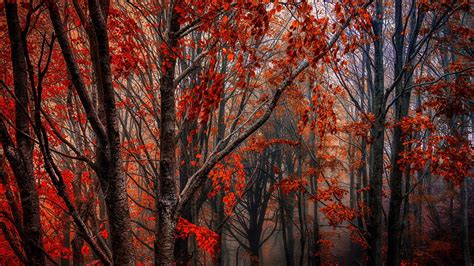 Autumn Forest Trees Red Leaves Fog Wallpaper 1920x1080 Full Hd
