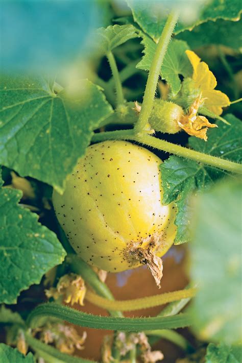 How to grow cucumbers from seed. Lemon cucumber | Summer vegetables garden, Heirloom seeds ...