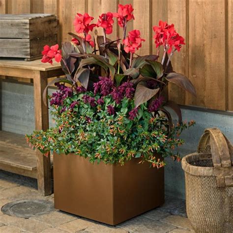 6 Best Ornamental Flowering Container Plants For Full Sun Dengarden
