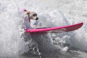 Surf City Surf Dog Competition Brings Up Amazing Photos Of