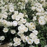 Pictures of Climbing Iceberg Rose