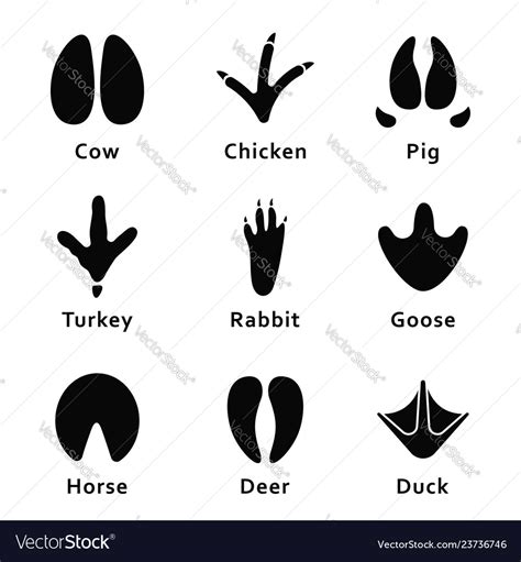 Animals Footprints Paw Prints Set Of Different Vector Image