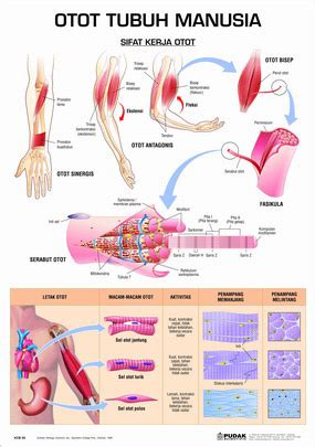 Analysing physical activity [ video education australasia. cikgubatpjk: KECERGASAN FIZIKAL