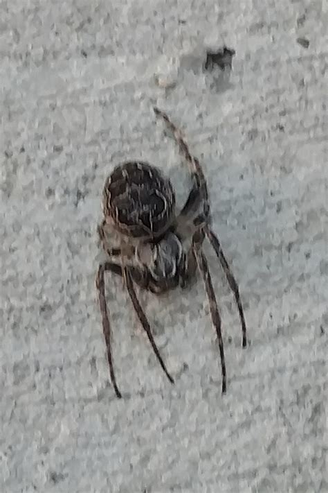 Unidentified Spider In Chicago Illinois United States