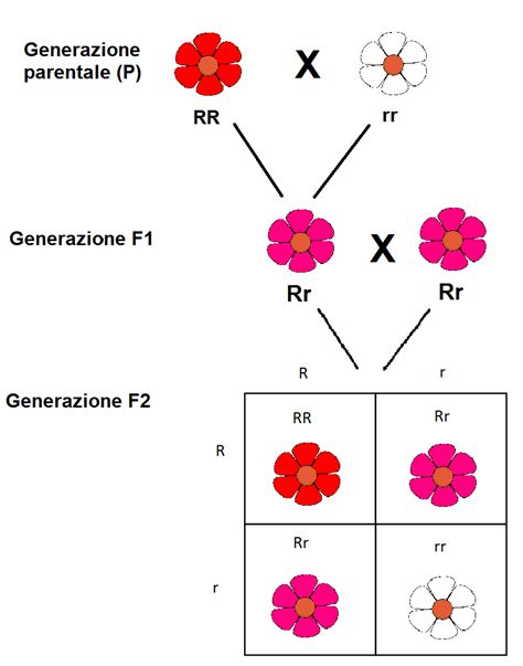 Come si sono diversificate fenotipicamente le varie popolazioni umane? Il gruppo sanguigno, l'anemia falciforme e i fiori della bocca di leone: spiegazione ed esempi ...