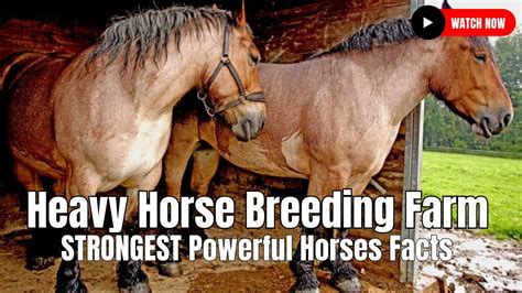 Heavy Horse Breeding Farm Strongest Powerful Horses Facts Youtube