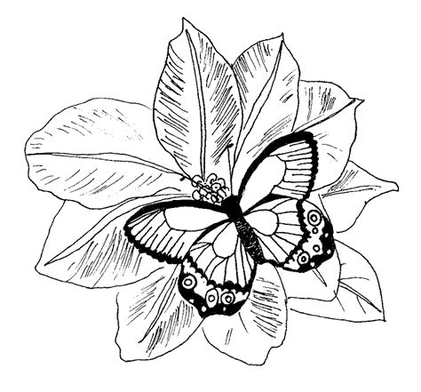 Printable Coloring Pages Of Flowers And Butterflies
