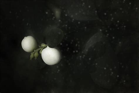 Snowberry Photograph By Gilbert Claes Fine Art America