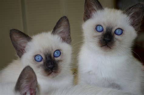 Sorry Sold Siamesebalinese Kittens Baliwest