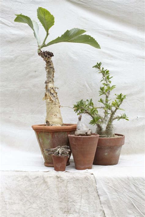 Ethnic grocery stores are local treasures. Obsessing Over Fat Plants: Gardenista