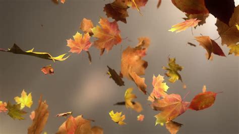 Falling Leaves Loopable Background High Stock Footage Video 100