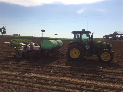 2 growing tobacco plants indoors. Jepson Family Farm: Tobacco setting is complete and Summer ...