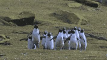 Hopping GIFs - Find & Share on GIPHY