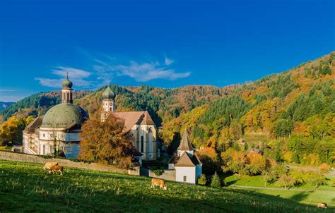 Wallpaper Autumn Forest Germany Cows Meadow The