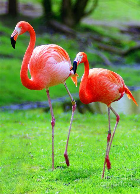 Two Pink Flamingos Photograph By Randy Harris Fine Art America