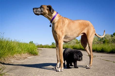 Great Dane Dog Bed From Your Large Breed Specialists